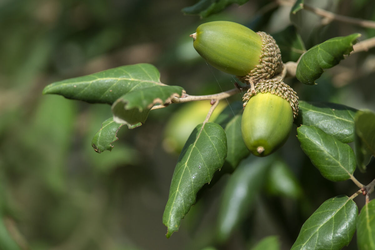 Sughera (Quercus suber)