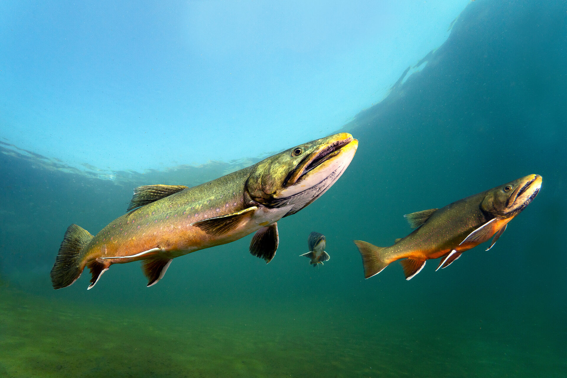 Salmerino di fontana (Salvelinus fontinalis)