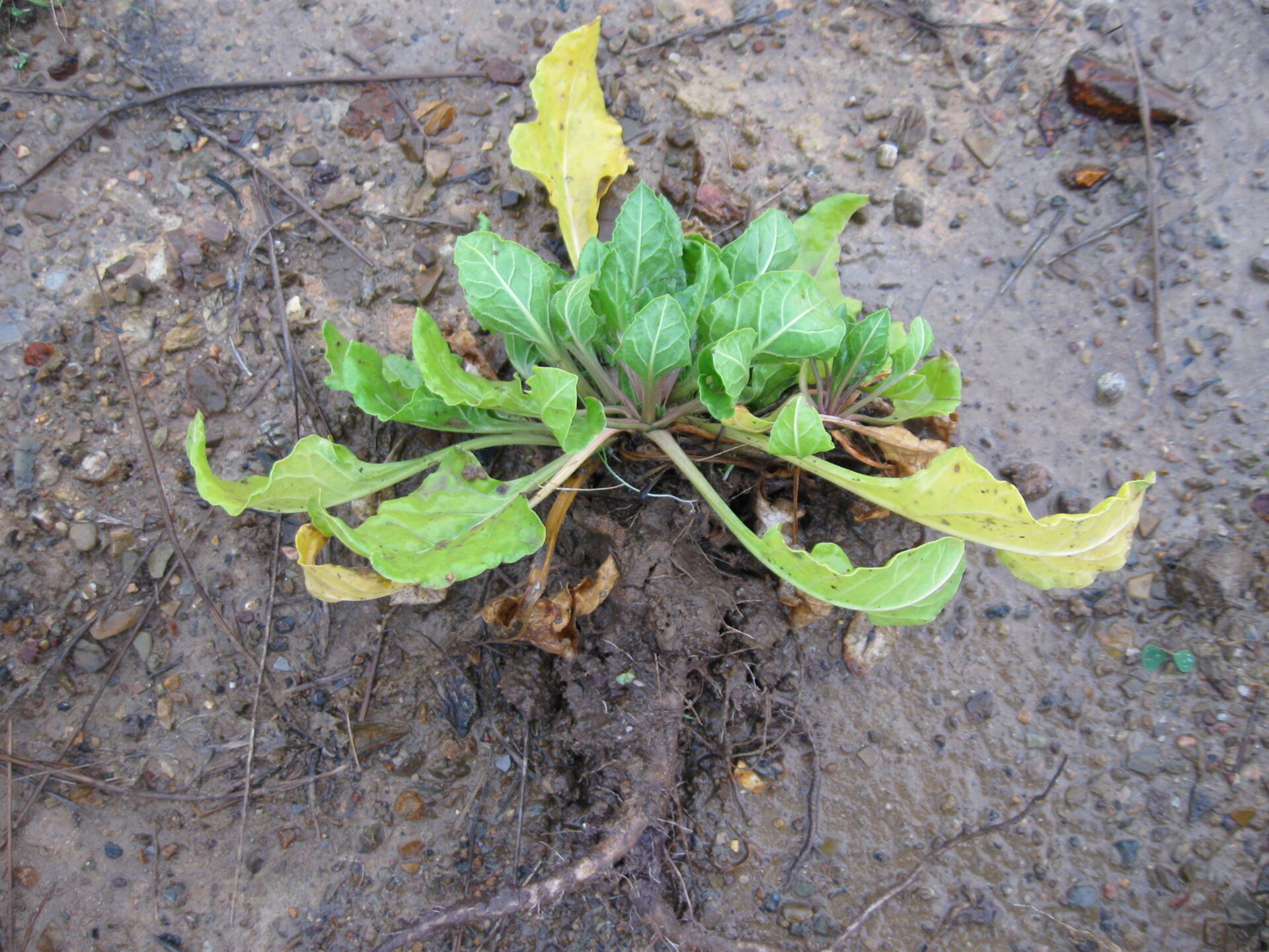 Spinaci e bietole appartengono a una famiglia, le Chenopodiaceae, con specie spesso adattate a suoli salini e a forti stress idrici. Qui, una Bietola a frutti grandi (Beta macrocarpa) cresciuta spontaneamente su depositi minerari presso Scarlino (Toscana meridionale).