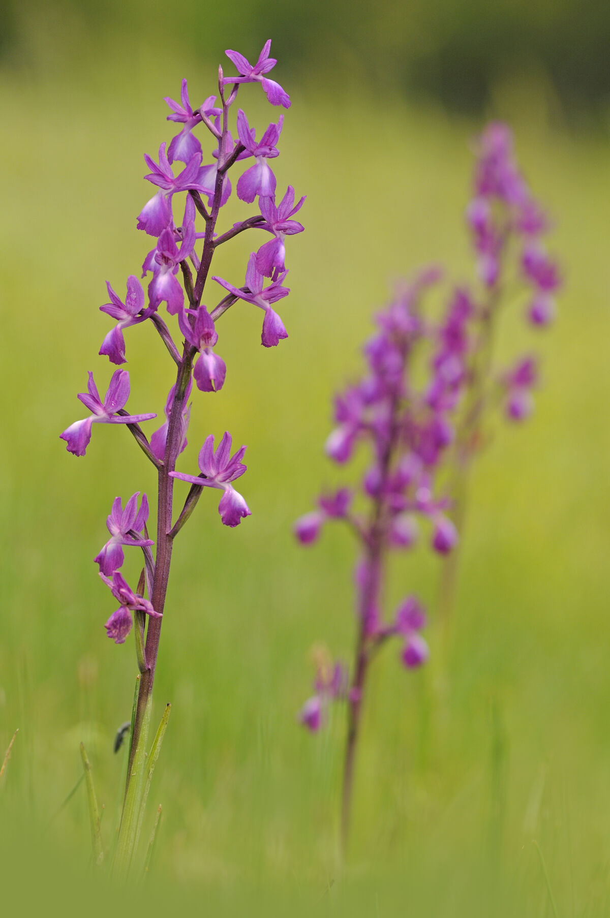 Anacamptis laxiflora