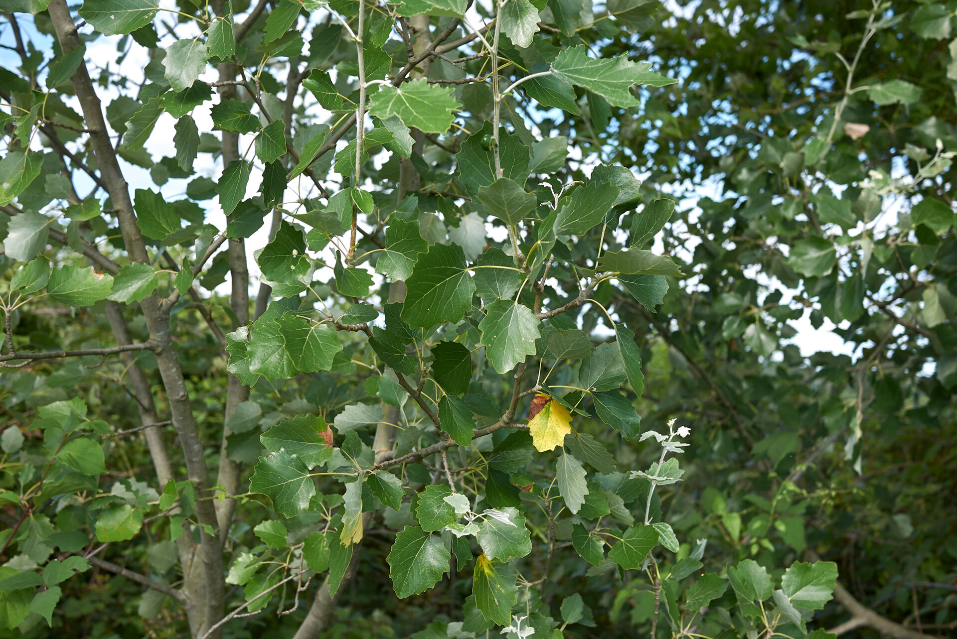 White poplar&nbsp;(Populus alba)