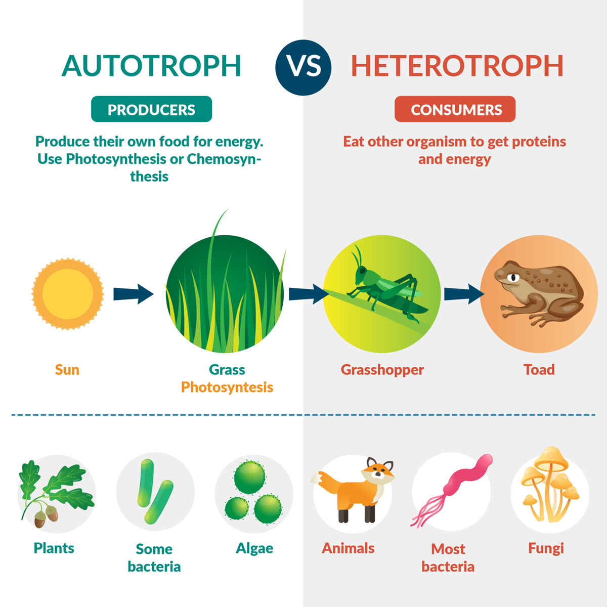 Diagram comparing autotrophic organisms, or producers (e.g. plants) capable of producing nutrients (sugars) through photosynthesis for their energy needs, and heterotrophs, or consumers (e.g. animals) which instead obtain energy by feeding on other organisms.