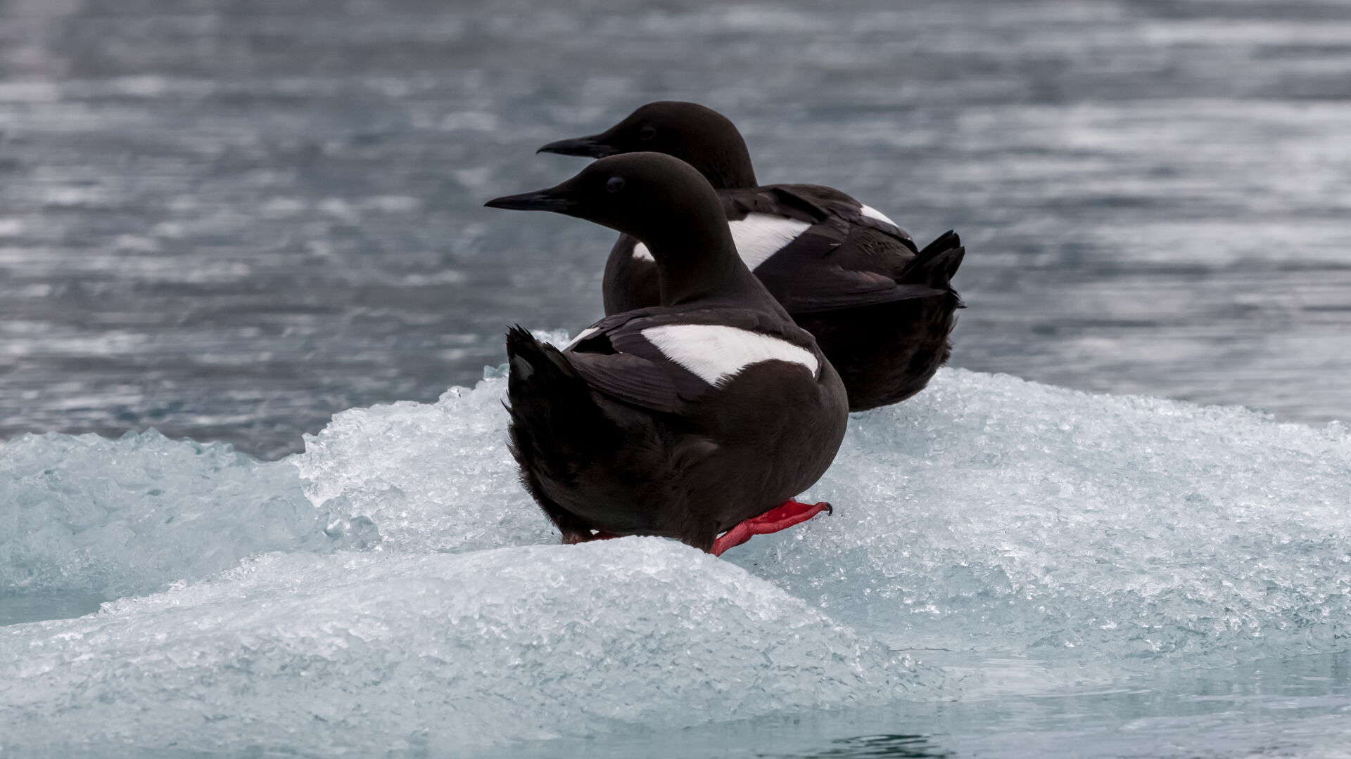 Individui di uria nera in livrea nuziale.