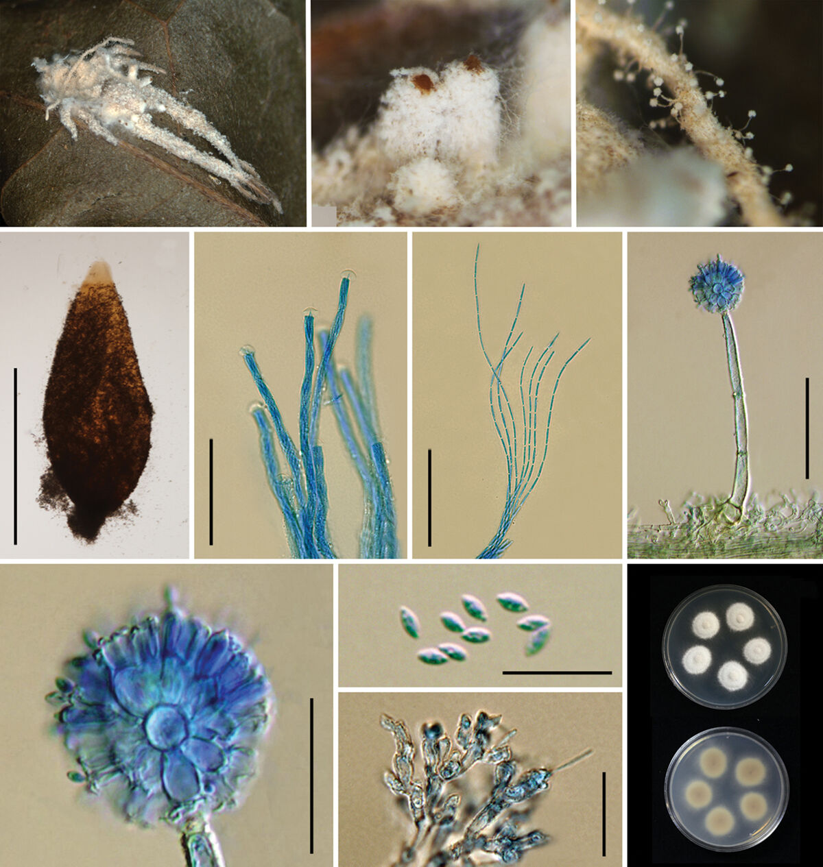 Various mushroom species, macro and microscope photos.