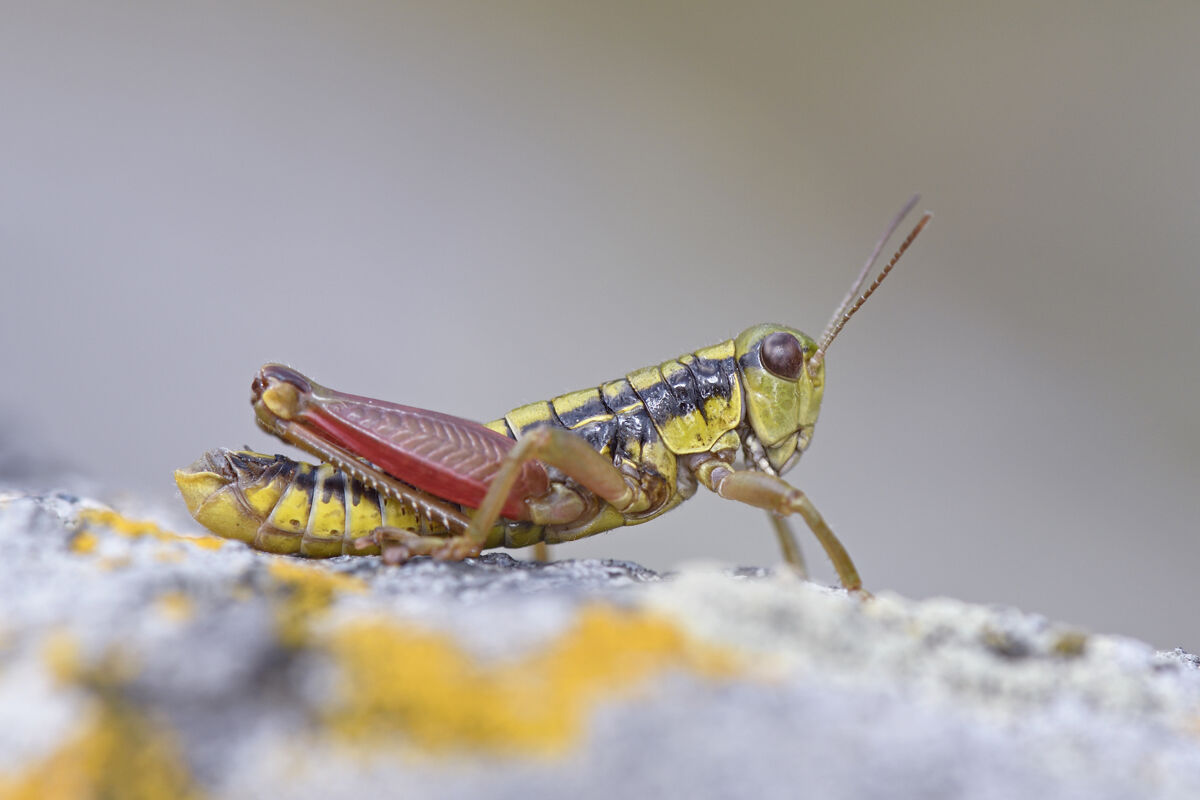 Epipodisma pedemontana, Parco Orsiera Rocciavr&egrave;