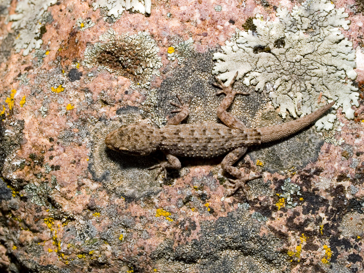 Kotschy&rsquo;s gecko