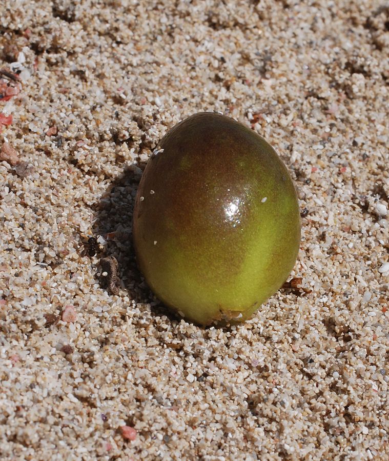 Posidonia_oceanica_fruit