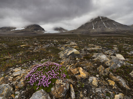 La tundra: il giardino dell’Artico