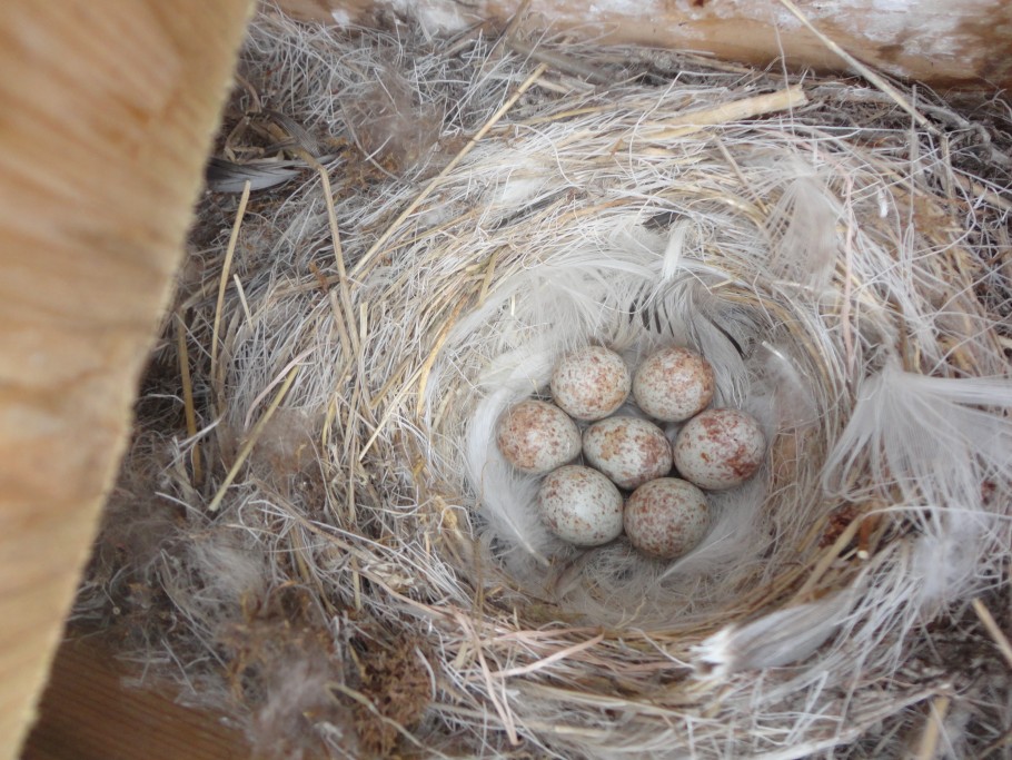 Nido di zigolo delle nevi all&rsquo;interno di una casetta nido artificiale.