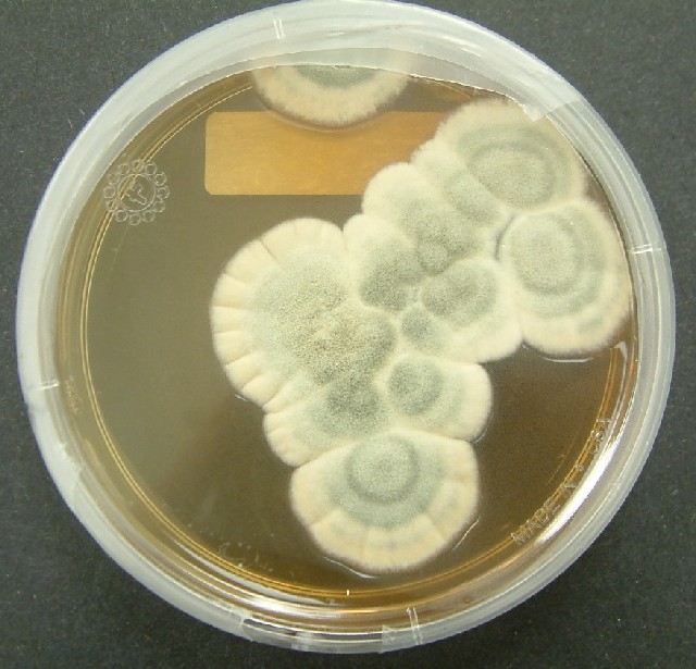 Penicillium_notatum