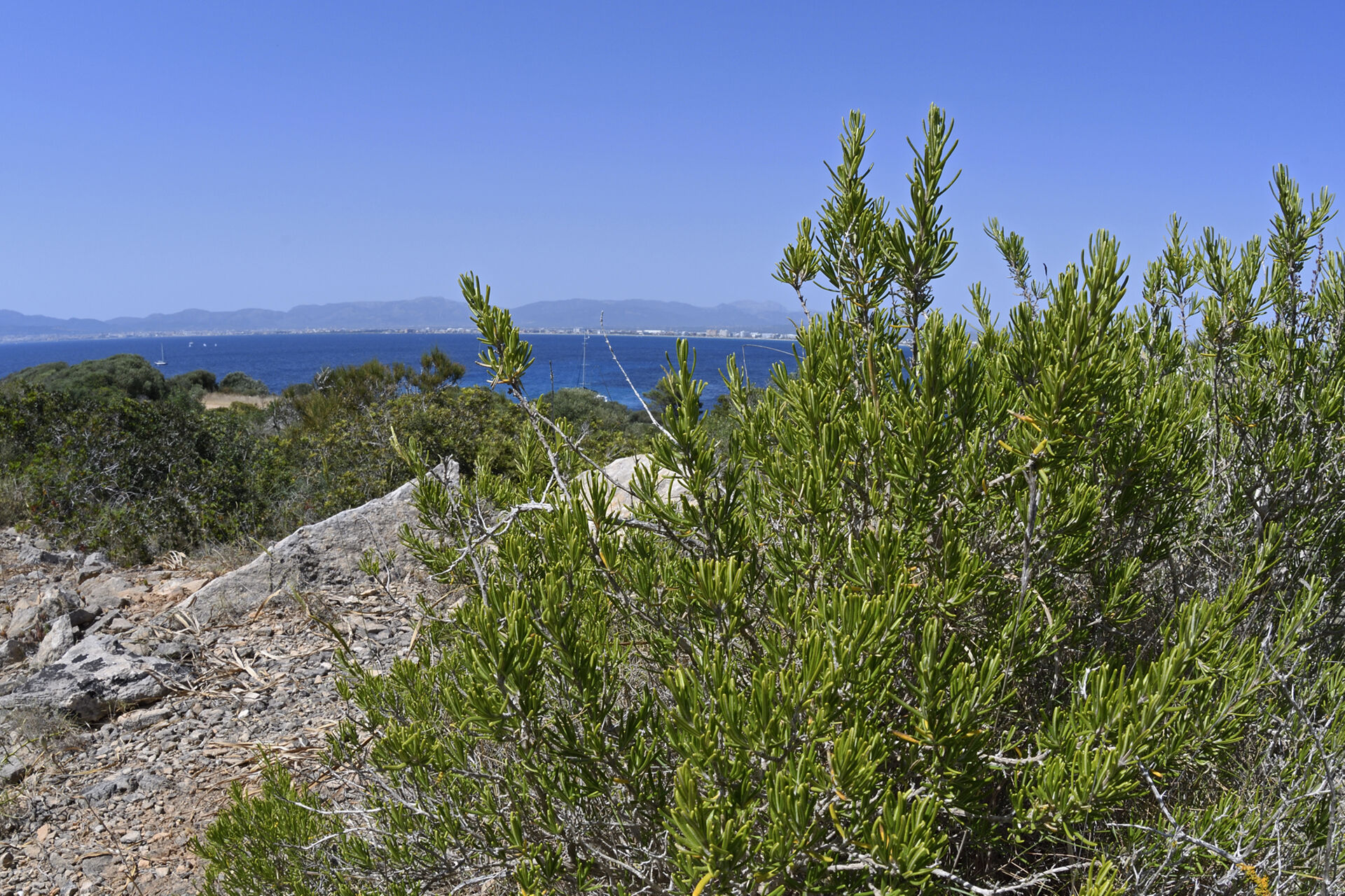Rosemary (Salvia rosmarinus)