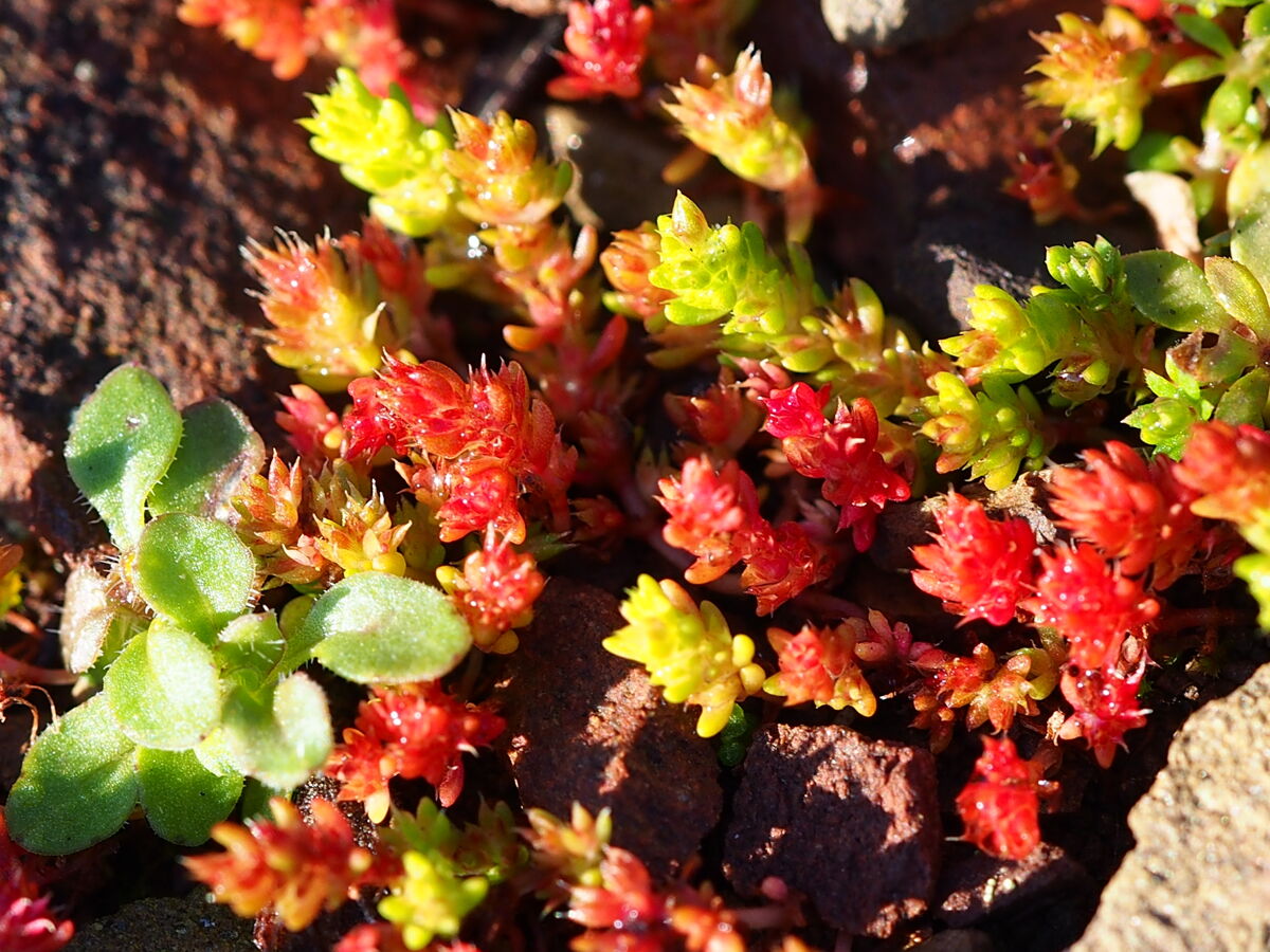 Crassula di Tilli (Crassula tillaea).