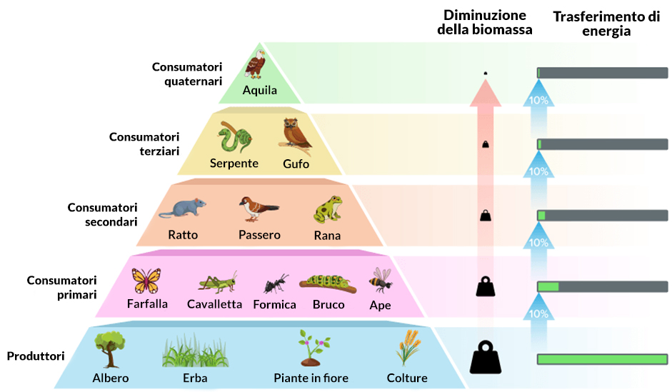Schema a piramide che indica come a partire dal livello di base dei produttori (o autotrofi), il trasferimento di energia vada via via a diminuire nei livelli superiori occupati dai consumatori. Ad ogni livello aumenta la dispersione dell&rsquo;energia rilasciata sotto forma di calore o trattenuta per mantenere una temperatura corporea costante come negli animali omeotermi (Uccelli e Mammiferi).
