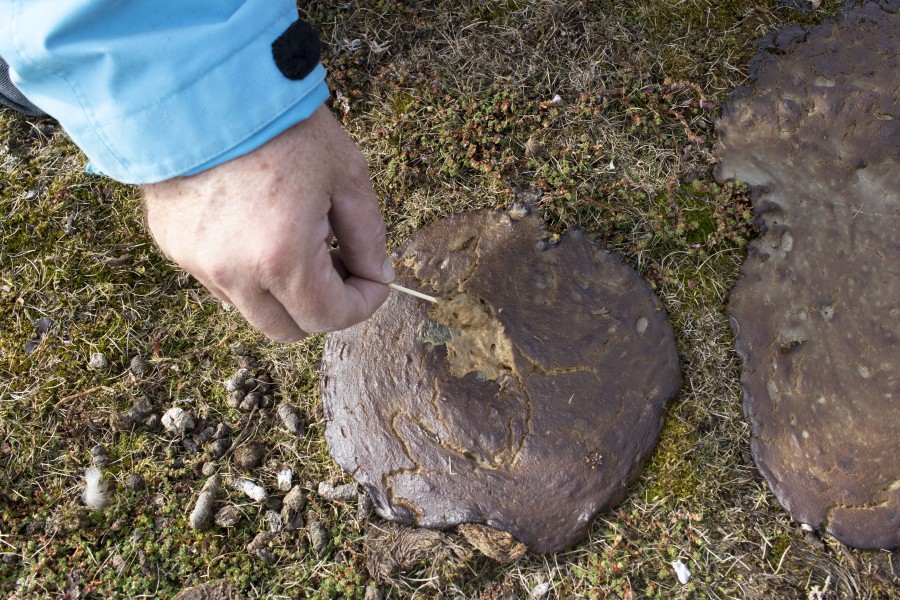 Raccolta di campione fecale con un tampone da una fatta di orso polare