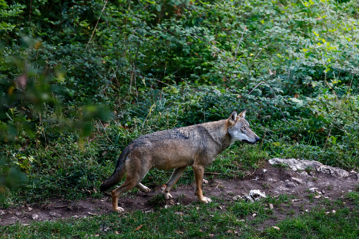 Canis lupus italicus