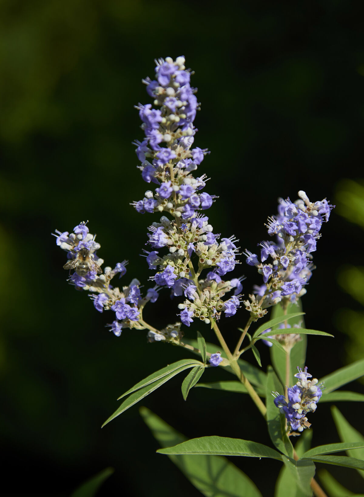 Chaste tree&nbsp;(Vitex agnus-castus)