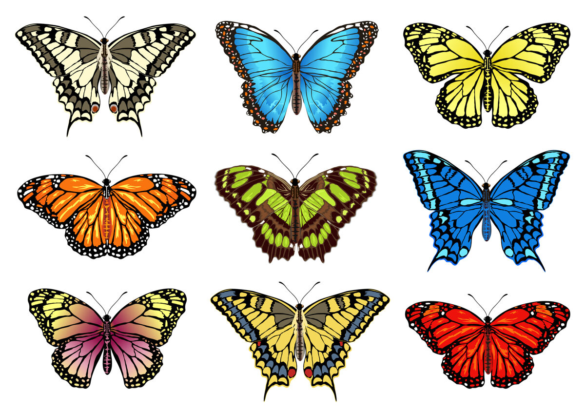 The illustration presents nine species of butterflies with sometimes similar and sometimes very different colors and shapes to indicate how the diversity is vast but not always easy to identify.
