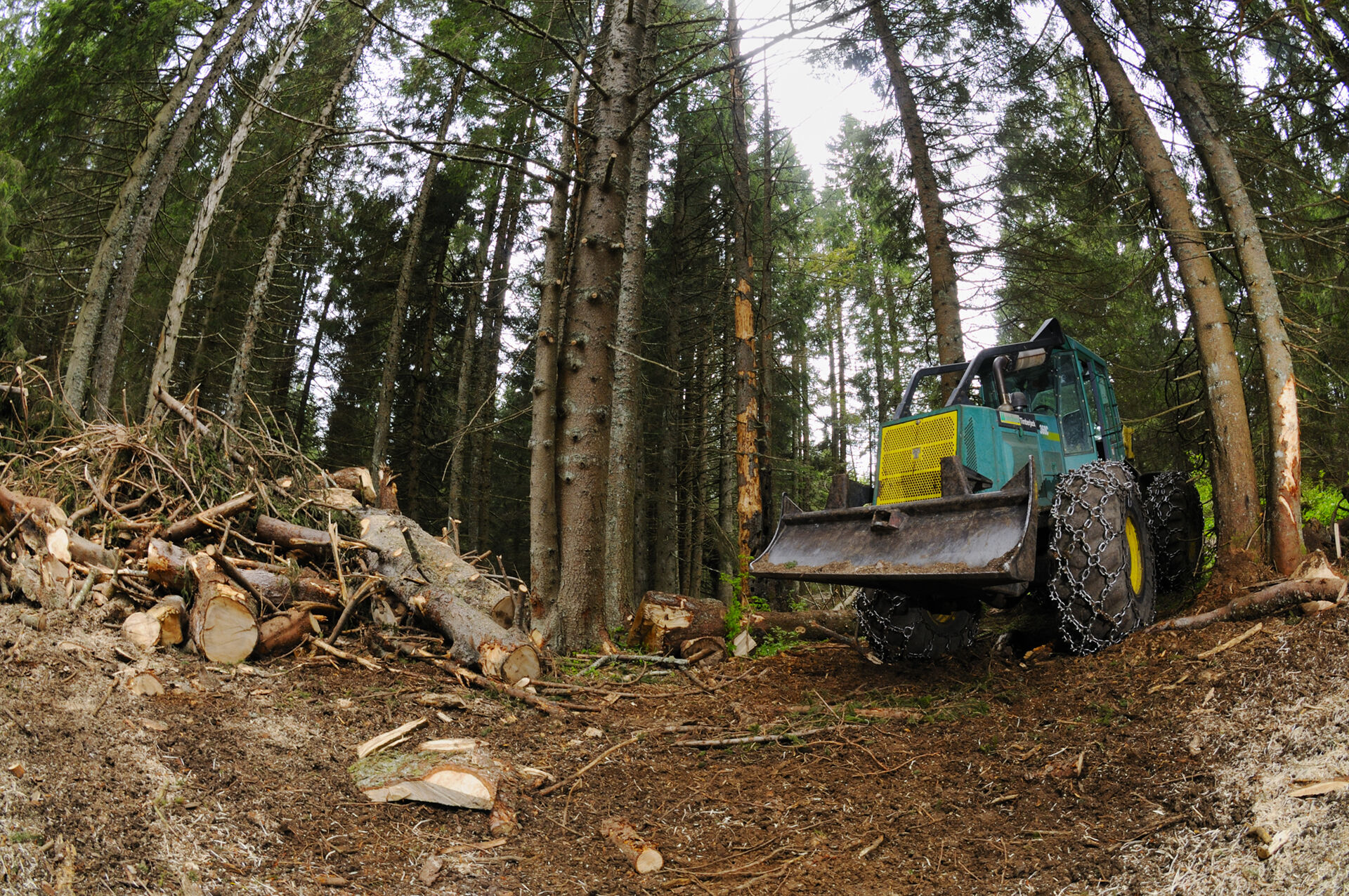 Disboscamento di foresta montana in Trentino