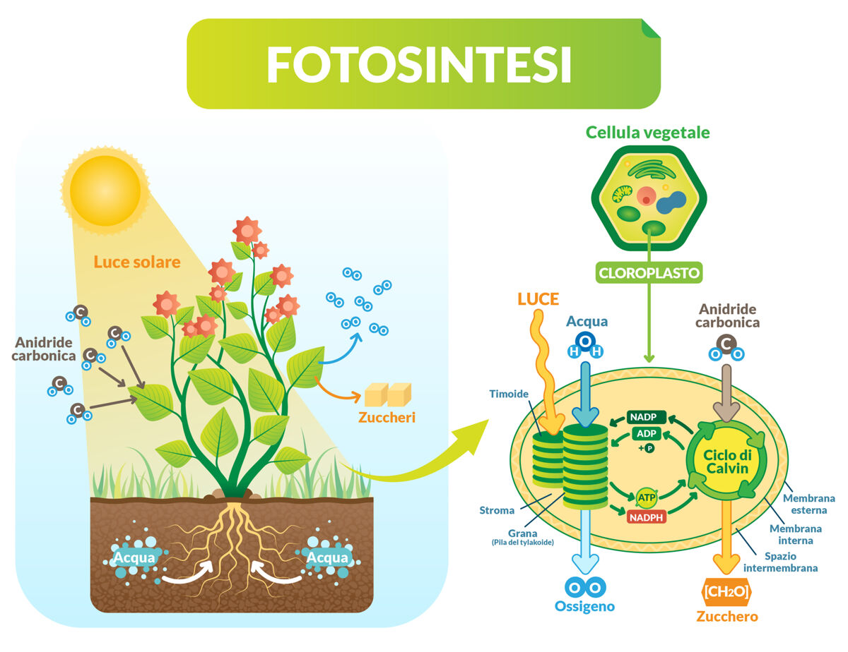 Schema della fotosintesi che ne illustra le due fasi che si svolgono all&rsquo;interno dei cloroplasti nella cellula vegetale: la fase luminosa, in cui l&rsquo;energia solare insieme ad acqua viene trasformata in energia chimica sotto forma di molecole di ATP e NADPH con rilascio di ossigeno nell&rsquo;atmosfera, e fase oscura dove l&rsquo;ATP e il NADPH con carbonio proveniente dall&rsquo;anidride carbonica catturata dall&rsquo;atmosfera verranno usati per produrre molecole organiche (zuccheri) utilizzate dai vegetali per la loro crescita e sopravvivenza.