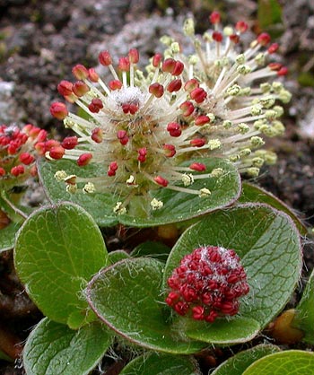 The polar willow (Salix polaris) has adapted perfectly to its Arctic environment: it is a bush but flattens down to &lsquo;hide&rsquo; its woody branches in the soil to protect itself from the cold. They provide food for the reindeer and rock ptarmigan.