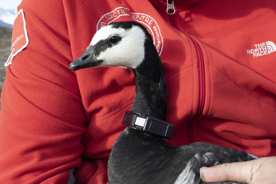 Oca facciabianca con collare gps