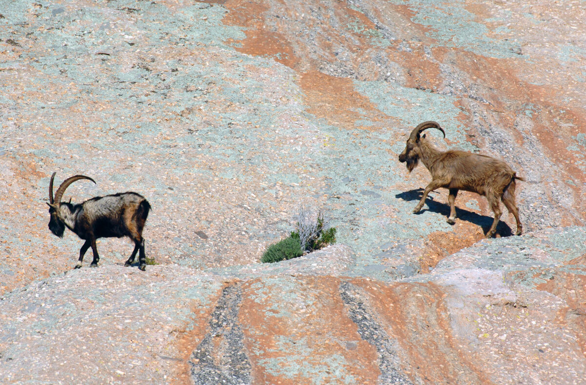 12_italia-toscana-isola-di-montecristo-capre-selvatiche-parco-nazionale-arcipelago-toscano-d4015p