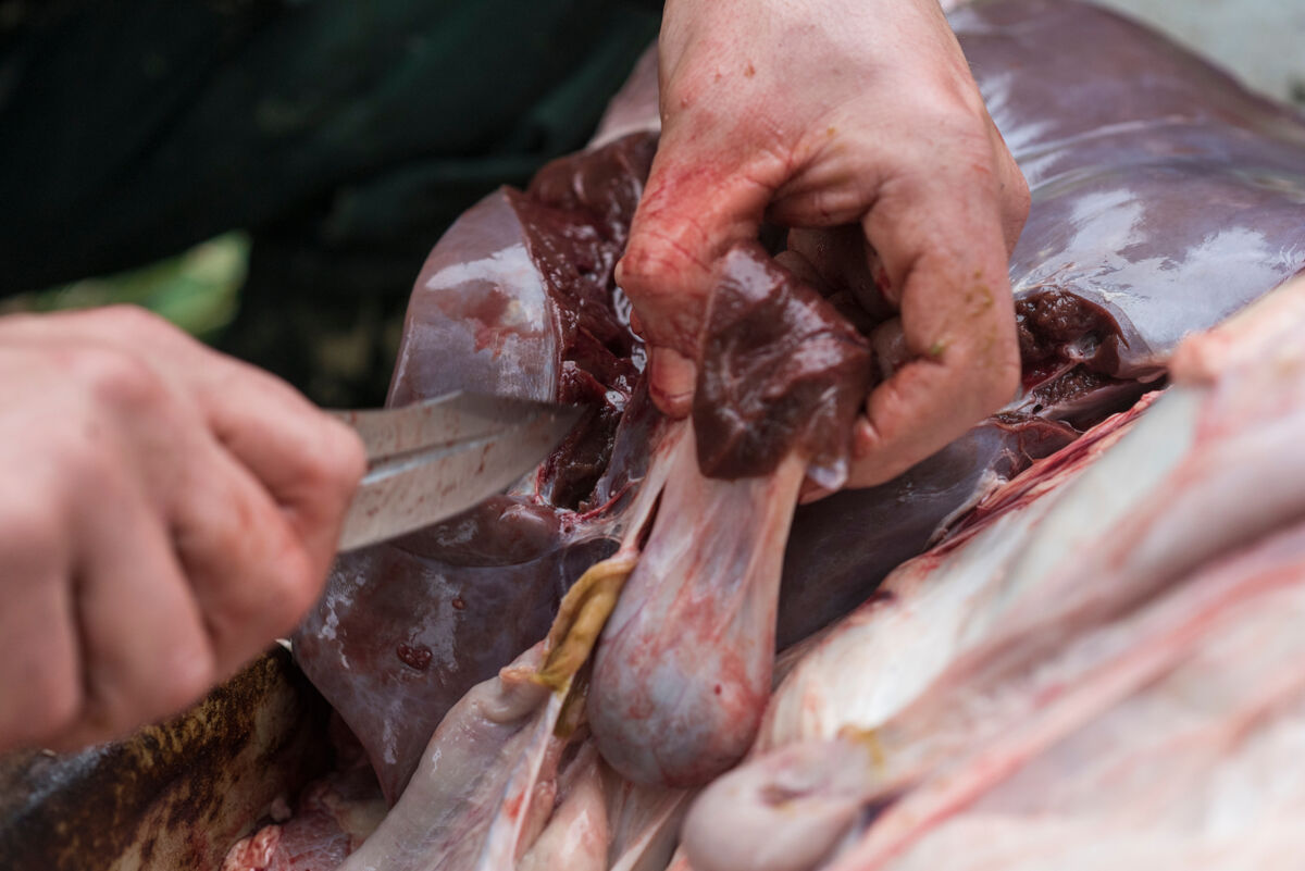Cacciatori eviscerano un animale abbattuto