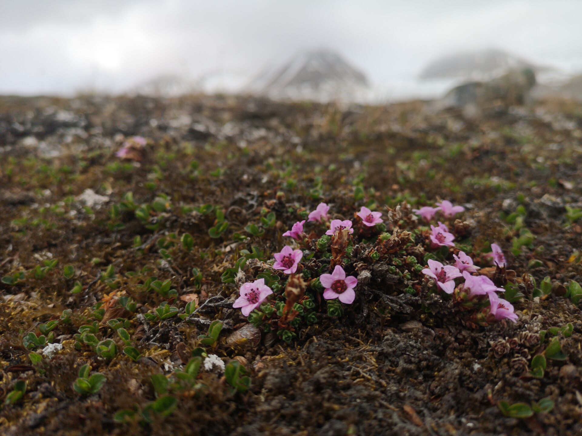 Saxifraga oppositifolia