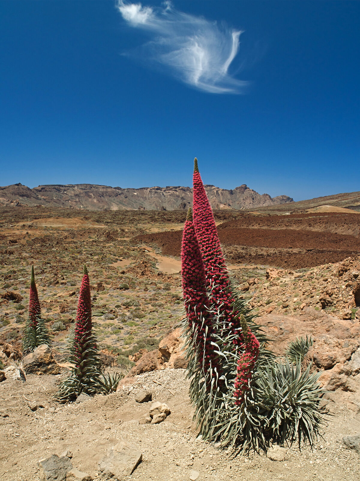 Wildpret (Echium wildpretii)