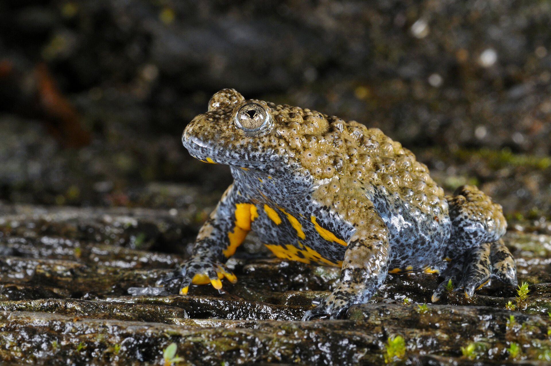 Apennine yellow-bellied toad (Bombina pachypus)
