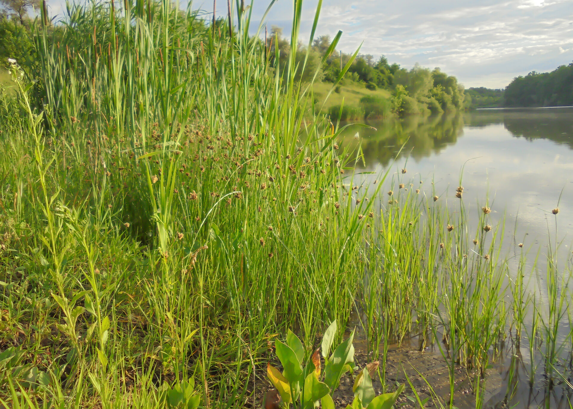 Typha, rushes and subularia