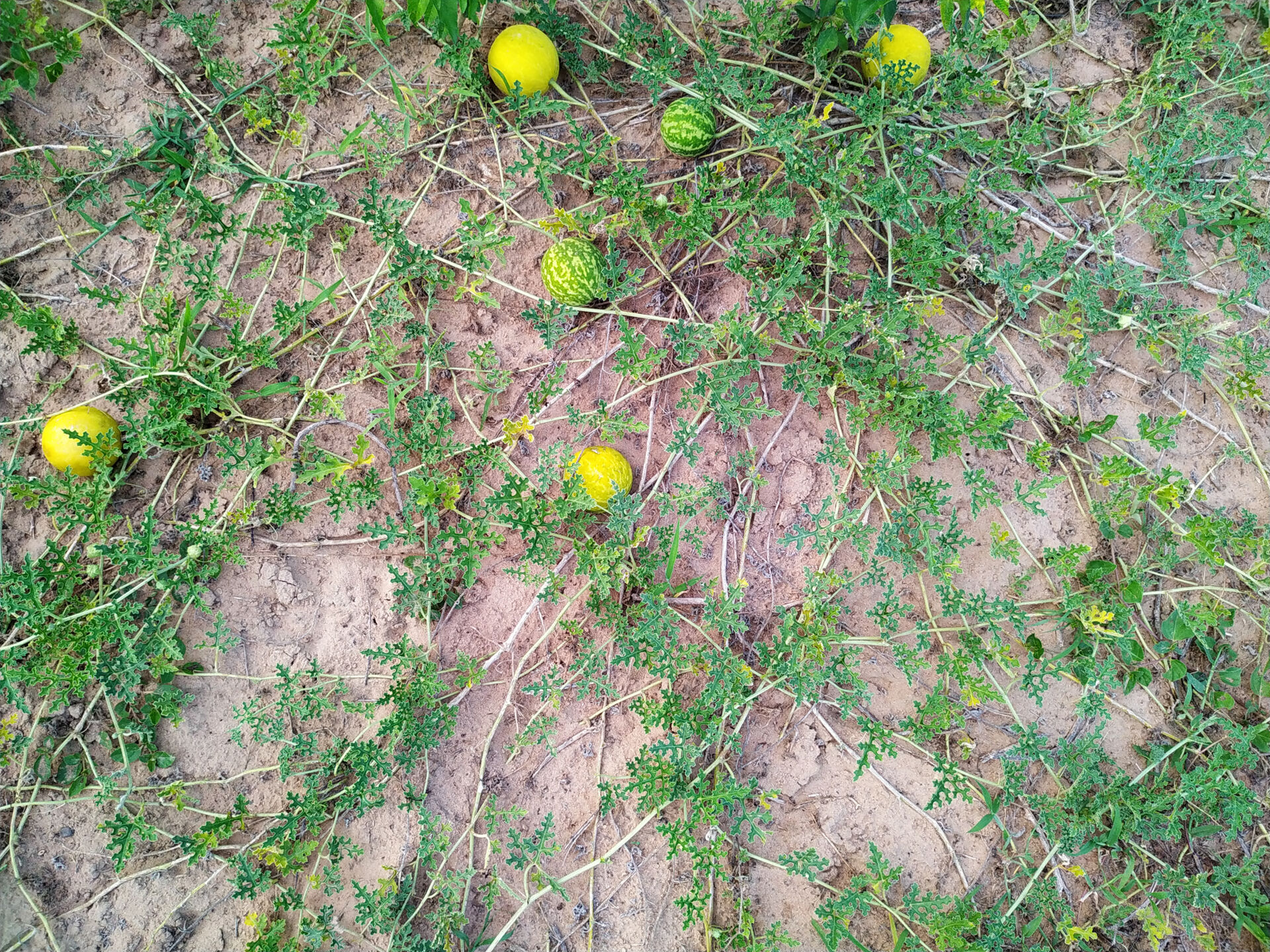 Coloquintide (Citrullus colocynthis)