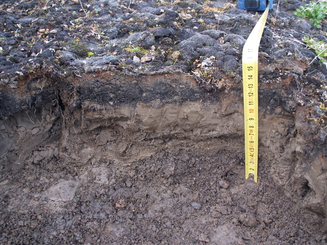 Profilo di suolo sviluppato sotto la copertura di biocroste. Ny-Alesund (Svalbard)