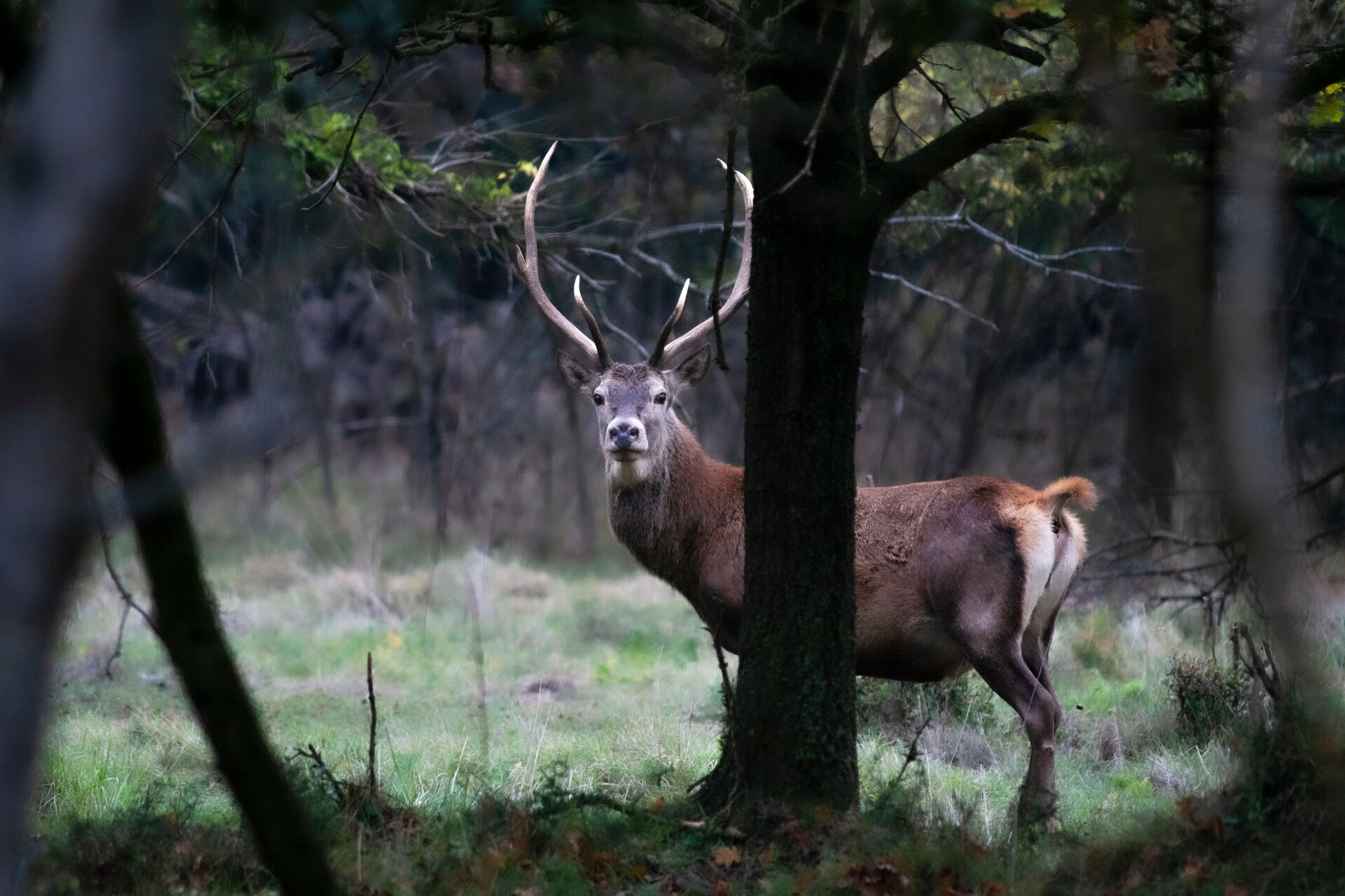 Cervus elaphus italicus, Bosco della Mesola