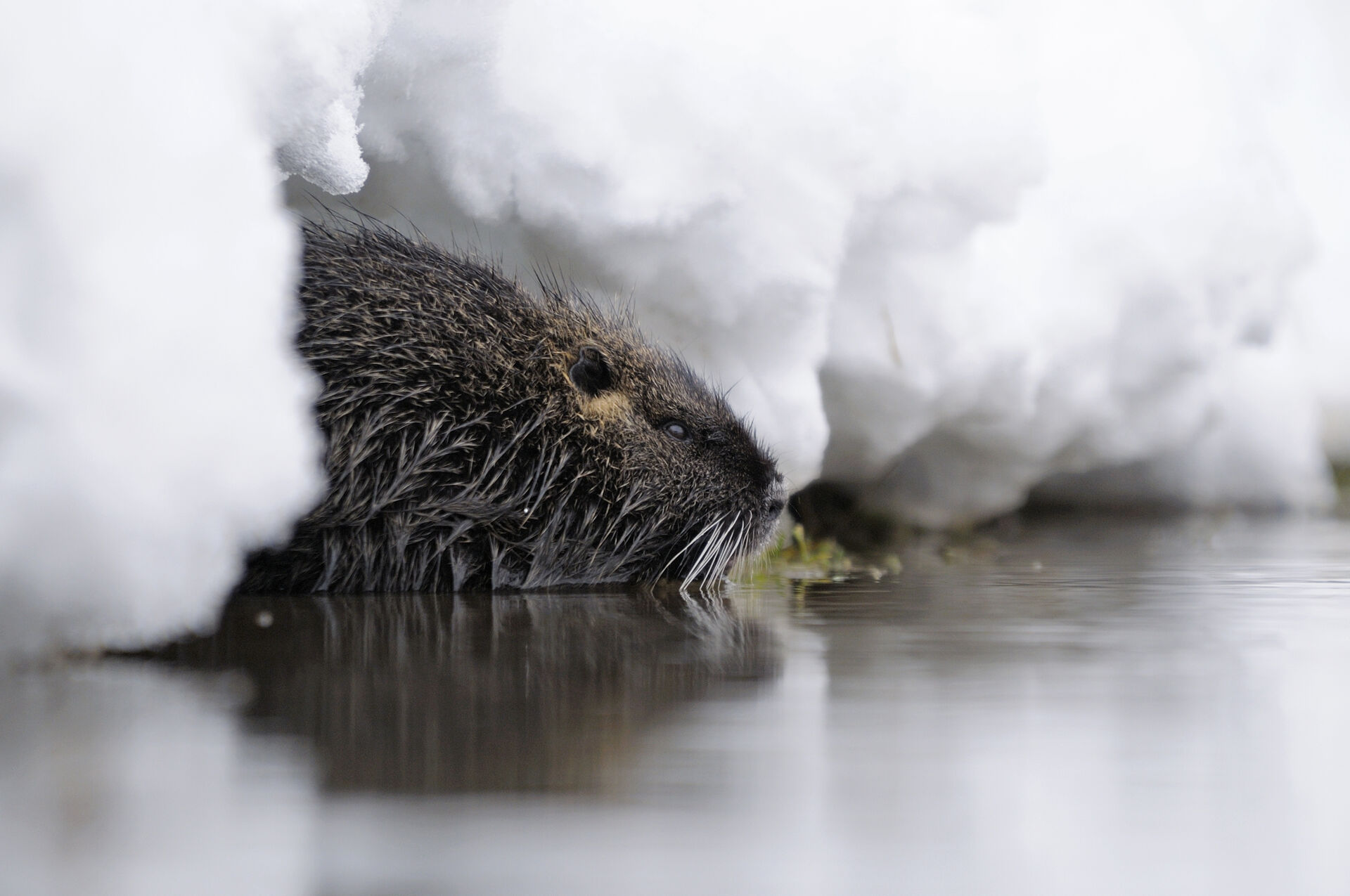Nutria