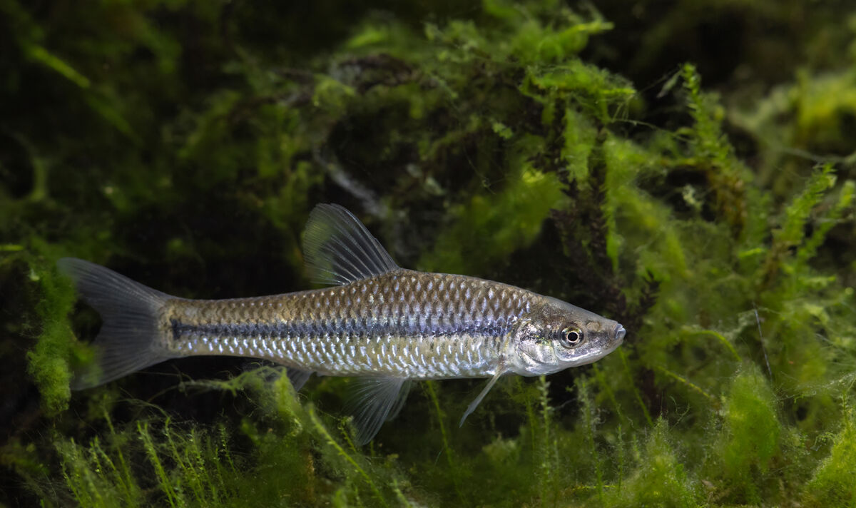 Pseudorasbora parva, specie aliena introdotta durante semine e ripopolamenti ittici
