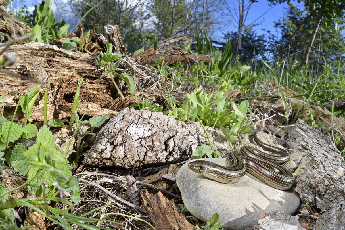Italian three-toed skink (Chalcides chalcides)
