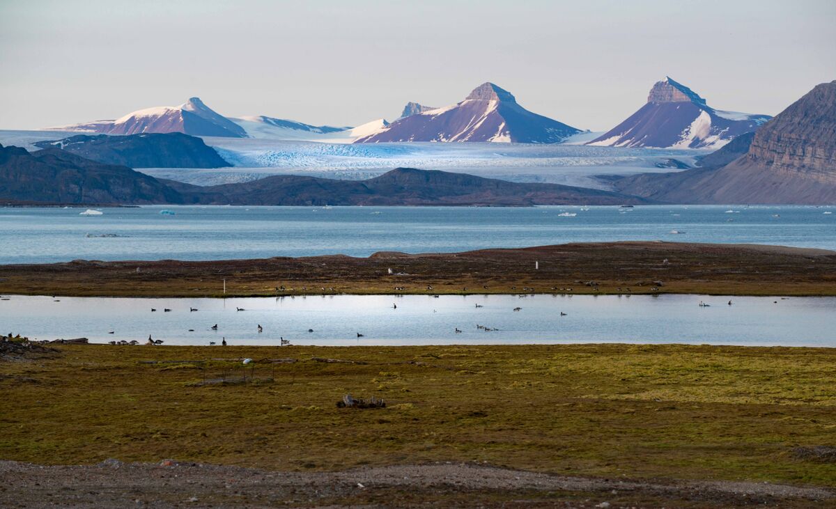 Geese_kongsfjorden-LR-5837