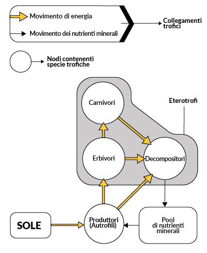 Schema che illustra le relazioni tra gli elementi della catena trofica in un ecosistema: l&rsquo;energia che arriva dal sole viene usata dai produttori attraverso la fotosintesi, insieme con acqua e nutrienti minerali presenti nel suolo. La materia organica prodotta viene consumata dagli eterotrofi erbivori, a loro volta nutrimento per i carnivori, ed entrambi una volta morti nutrimento per gli organismi decompositori. Questi ultimi liberano i nutrienti nel suolo rendendoli nuovamente disponibili ai produttori affinch&eacute; il ciclo ricominci.