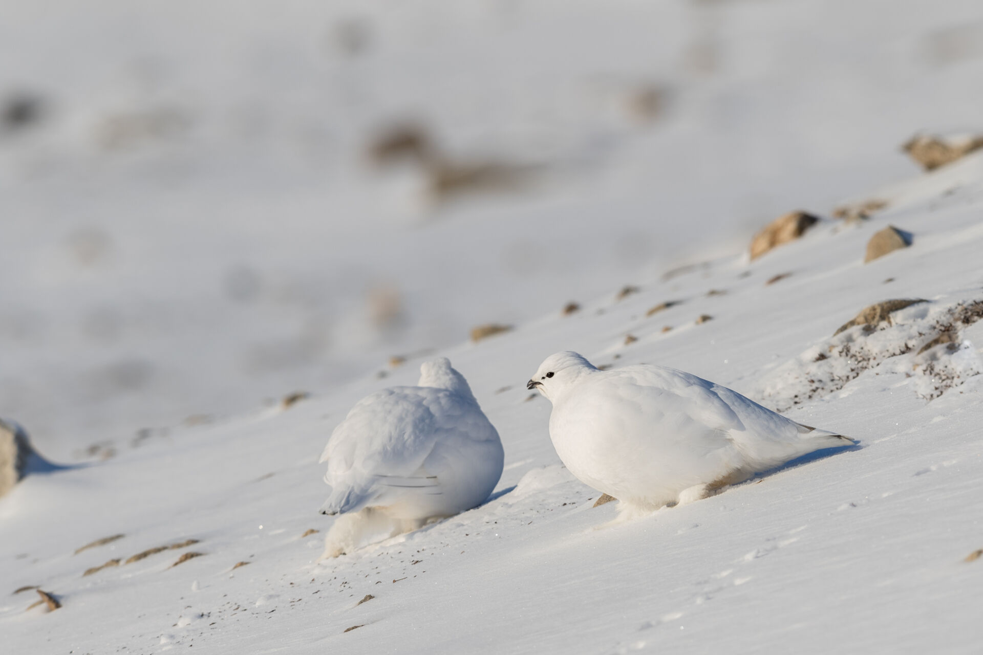 Pernice bianca delle Svalbard in livrea invernale