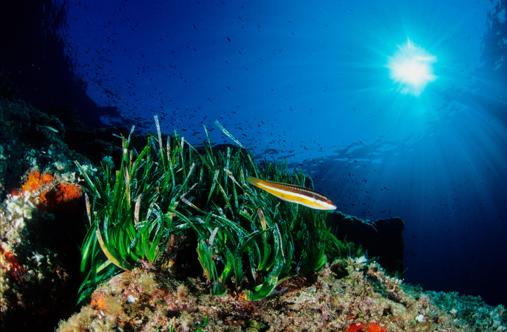 Posidonia oceanica