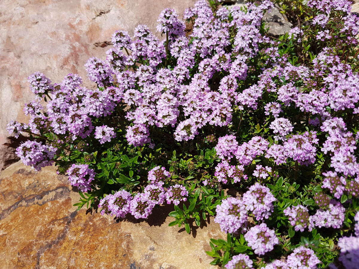 Thymus serpyllus