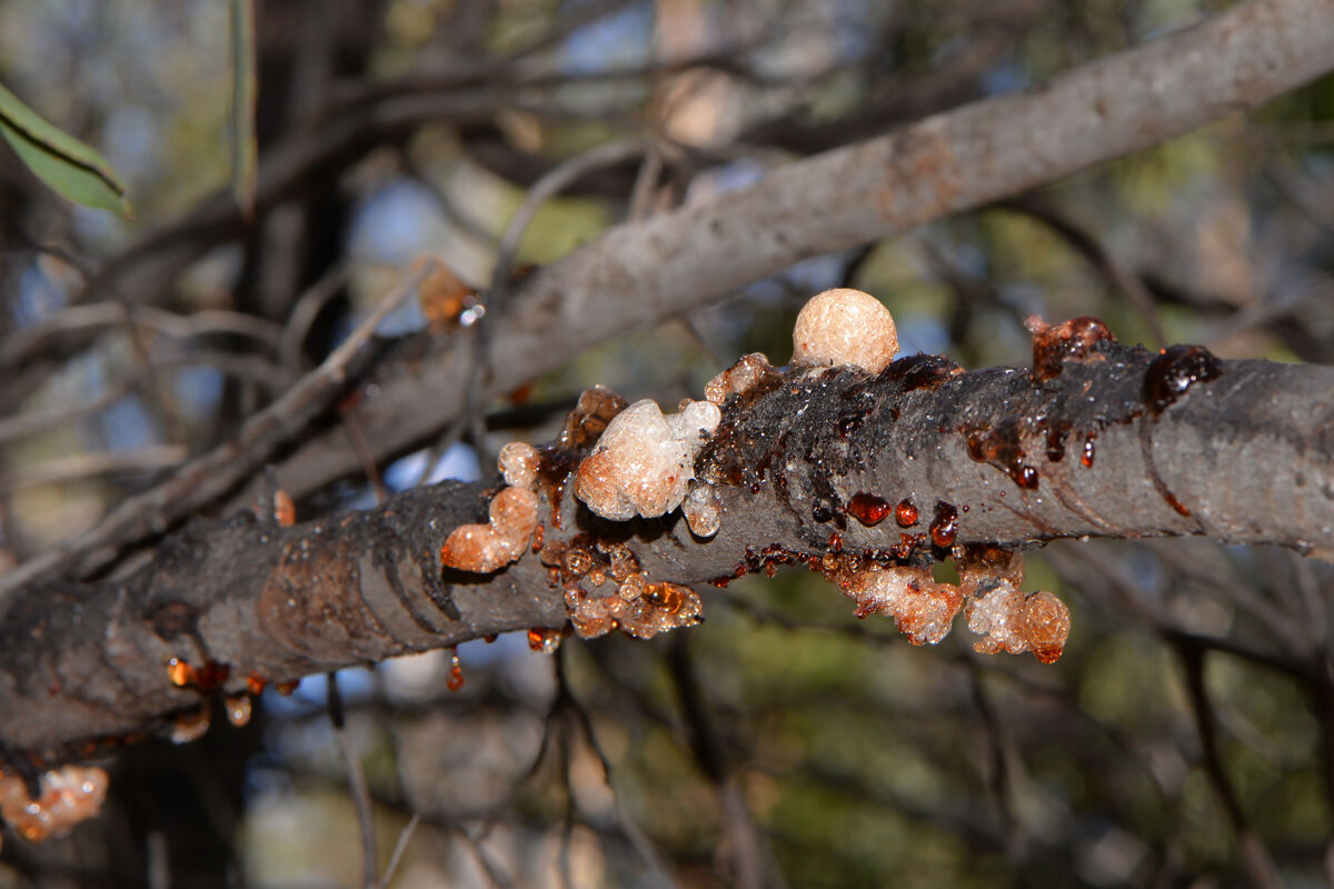 Manna produced by one of the many species of acacias of Australian bush or mallee (Acacia microbotrya)
