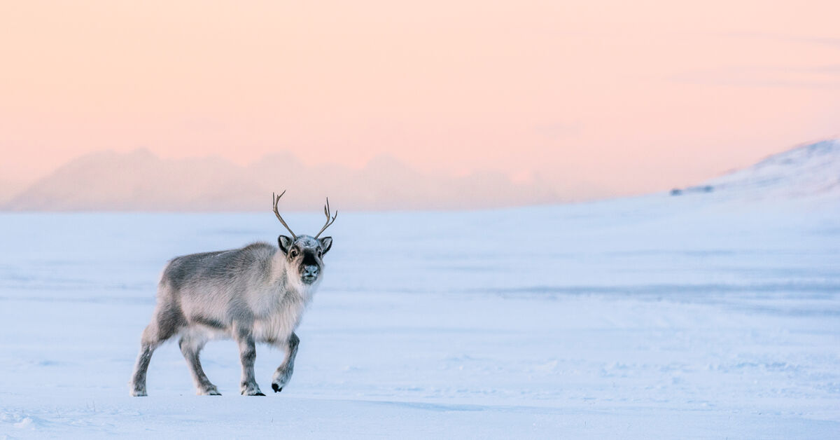 Reindeer. Longyearbyen, Svalbard