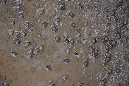 Cretan date palm (Phoenix teophrasti) seeds