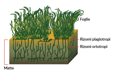 Illustrazione della Posidonia che mostra la disposizione verticale e orizzontale dei suoi rizomi nel suolo sabbioso a formare le matte, e le foglie che si ergono erette sopra di esse.