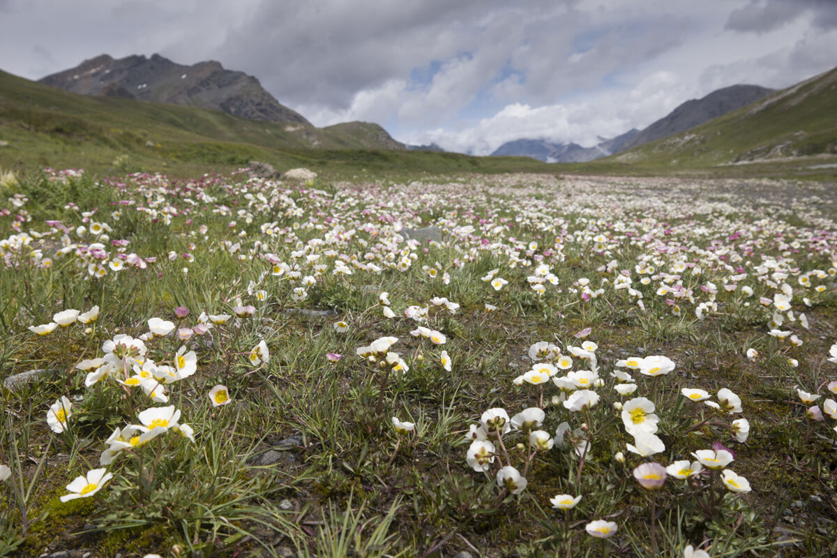 ranuncoli-prateria-nivolet inferiore-1080425
