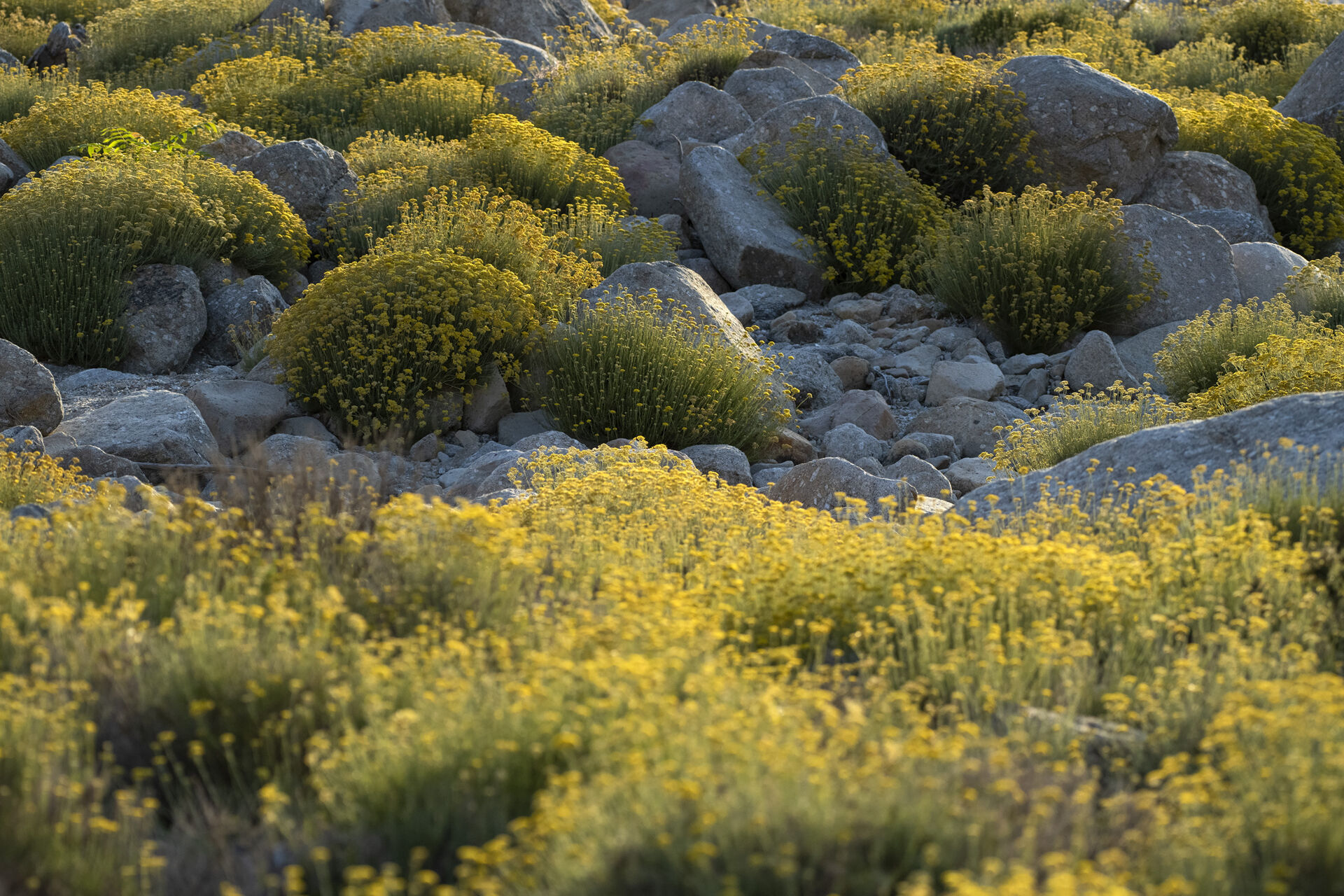 Curry plant (Helichrysum italicum)