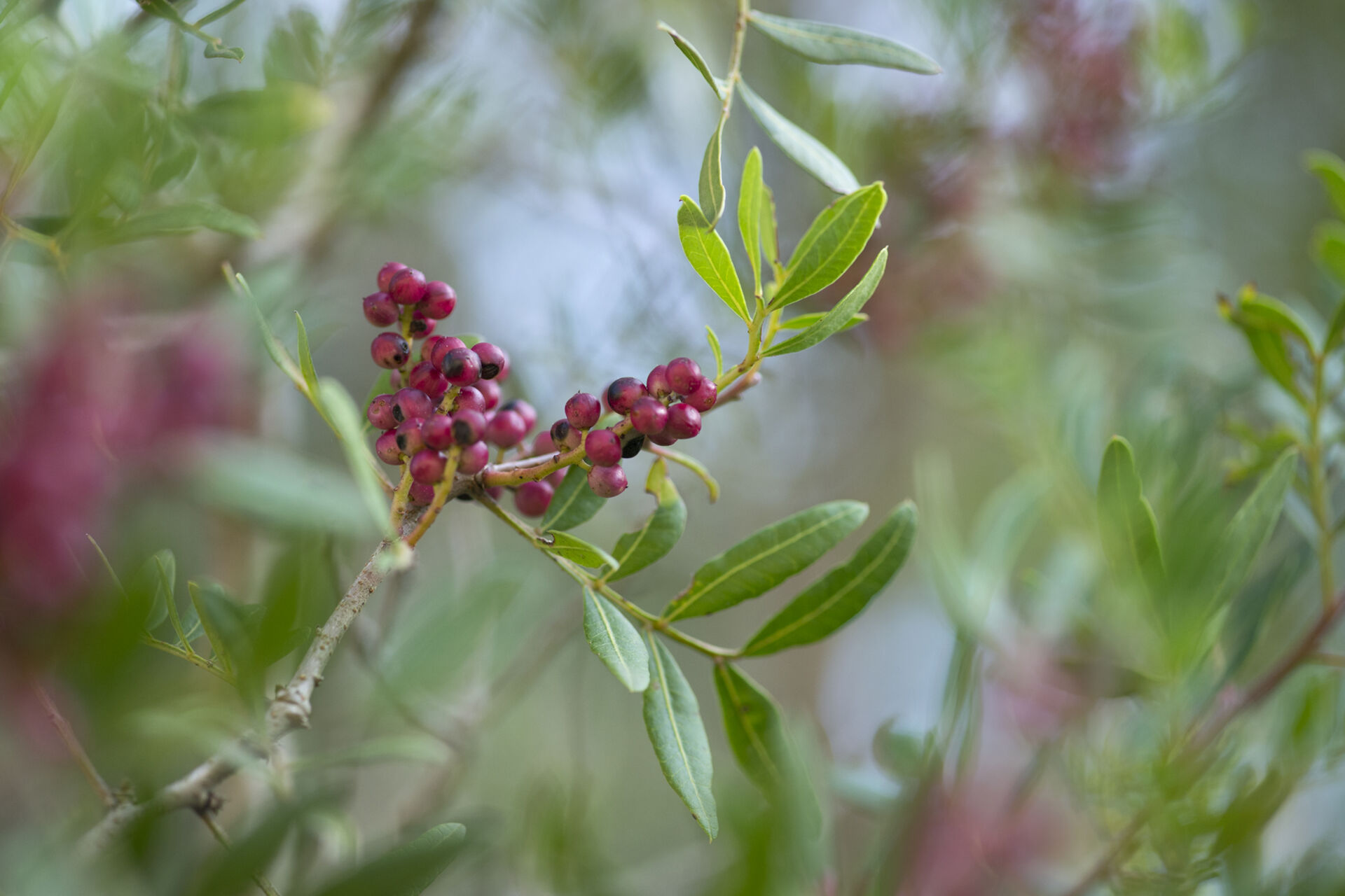 Lentisco (Pistacia lentiscus)