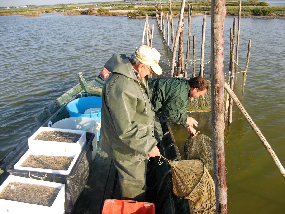 Bertovello, Valli di Comacchio